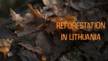 Reforestation in Lithuania