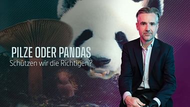 Pilze oder Pandas.