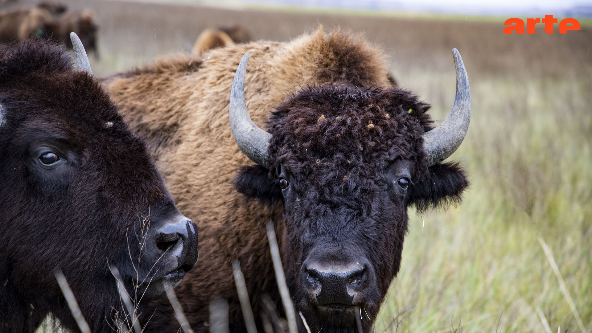 Die Rückkehr der Bisons