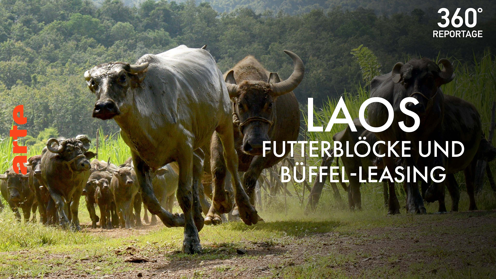 Laos - Futterblöcke und Büffel-Leasing