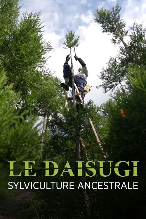 Le Daisugi, entre sylviculture ancestrale et philosophie.