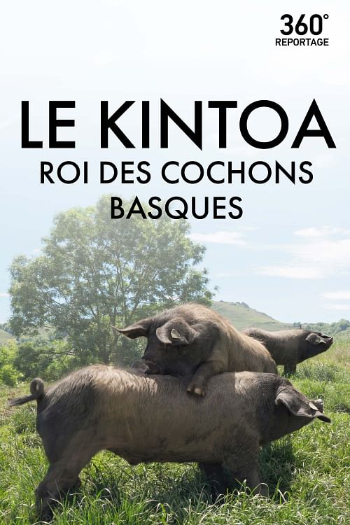 Le Kintoa, roi des cochons basques.
