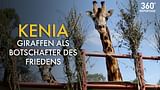 360° - Kenia: Giraffen als Botschafter des Friedens