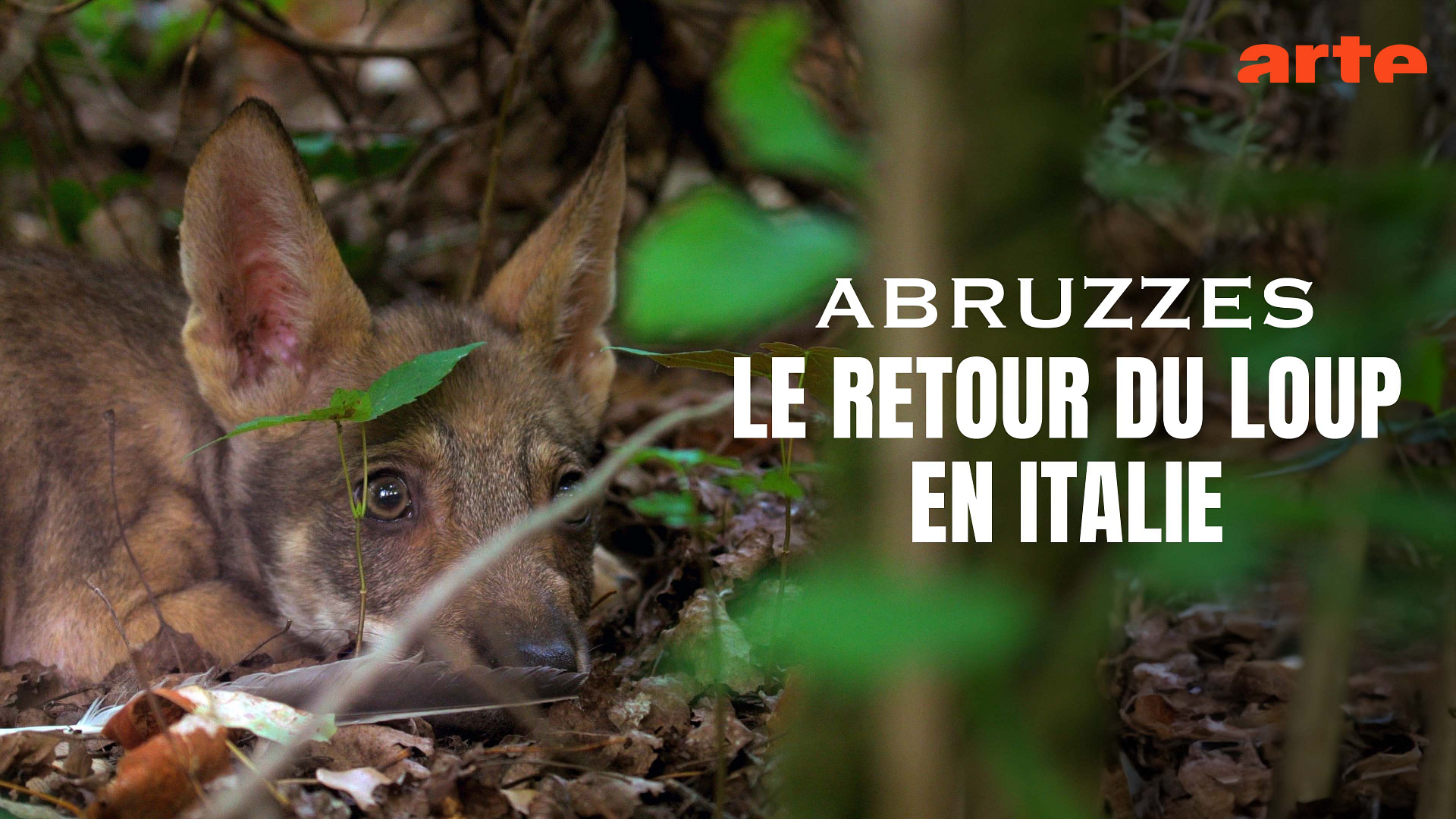 Abruzzes - Le retour du loup au coeur de l'Italie - Regarder le documentaire complet | ARTE