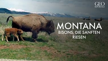 Bisons
