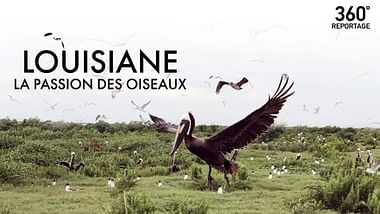 Louisiane, la passion des oiseaux.