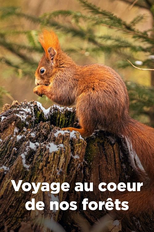 Voyage au cœur de nos forêts.