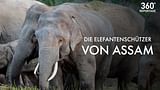 Die Elefantenschützer von Assam