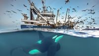 Norvège : le festin des orques en streaming